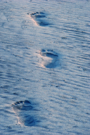 steps in time